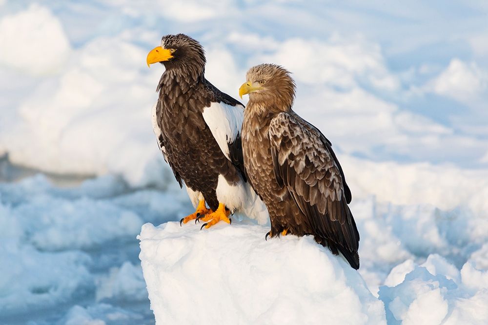 Japan-Hokkaido-Rausu Portrait of a Stellers sea eagle nest to a white-tailed eagle